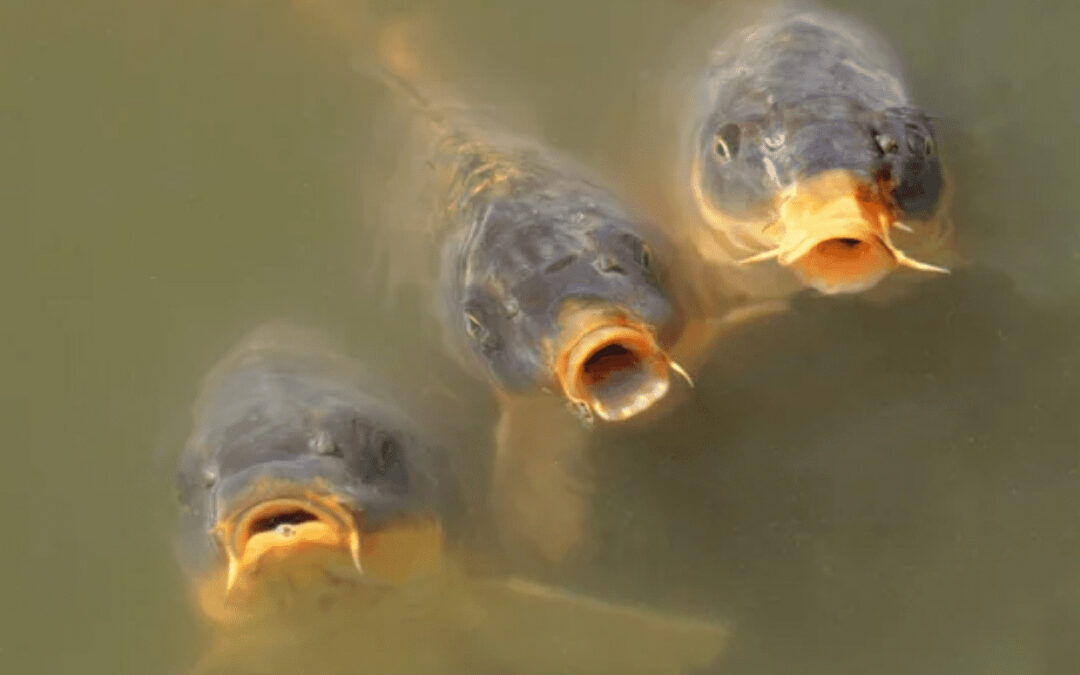 Conservation and Responsible Carp Fishing Practices