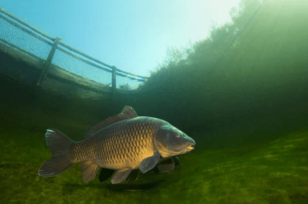 stalking tips for carp fishing