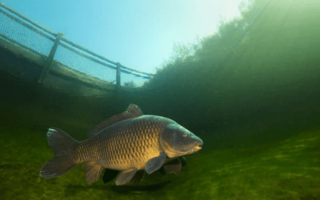 Stalking Tips for Carp Fishing: What You Need to Know