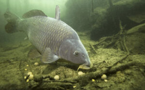 how to present bait