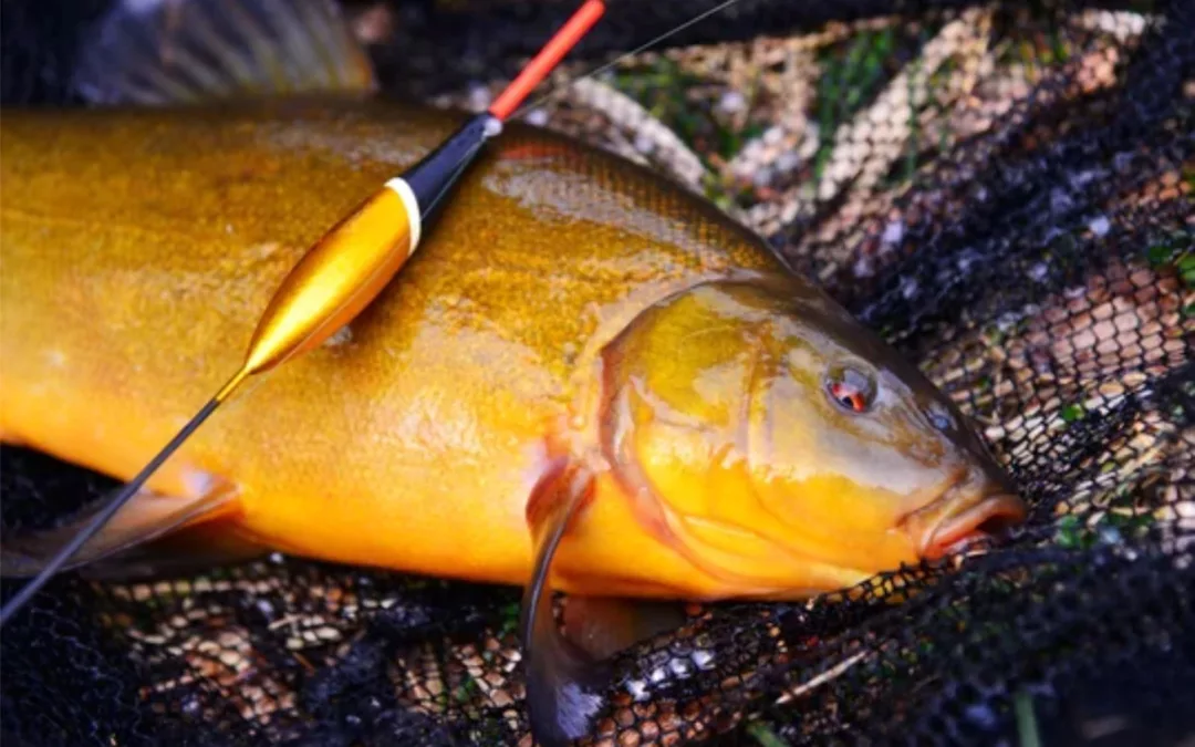 best bait for tench fishing