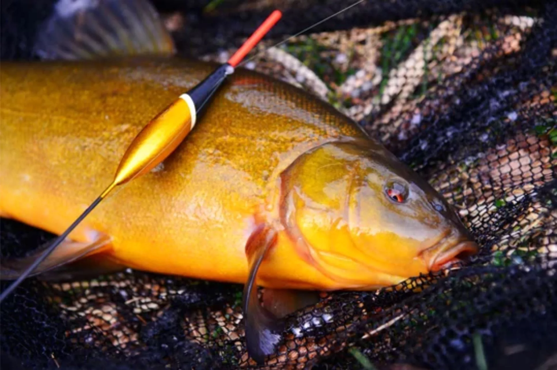Best Bait for Tench Fishing The Good and The Bad Fishing Again